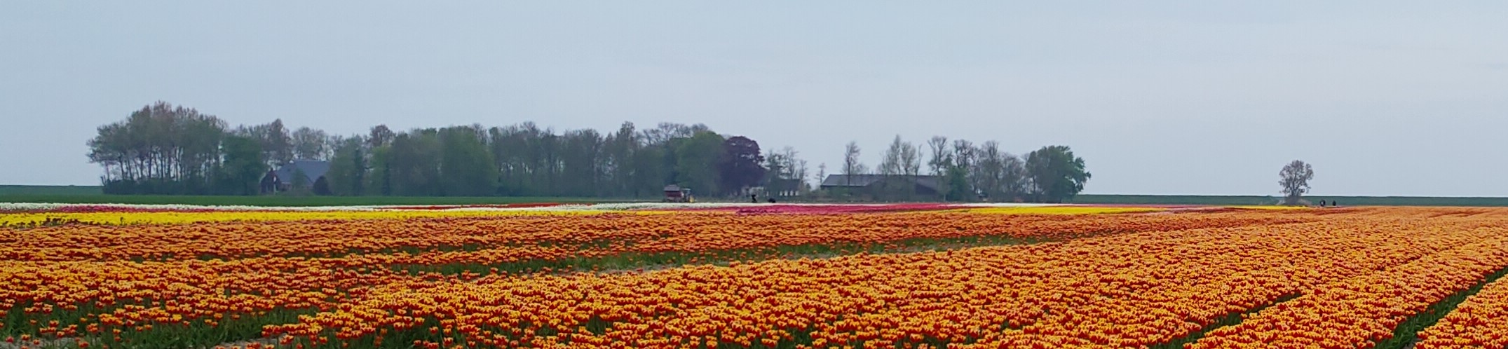 tulpenveld 050523